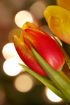pic for tulips  